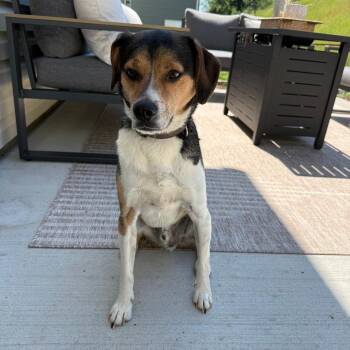 Watson -  Beagle and Mixed Breed Dog for Adoption in Lynchburg, Virginia - Watson | PetCurious
