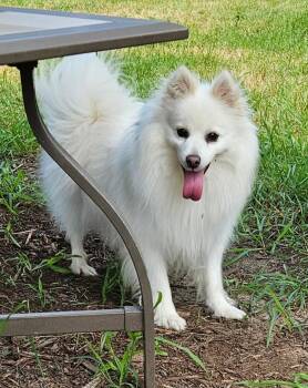 Meika of Elk Mound, WI -  American Eskimo Dog Dog for Adoption - Meika Of Elk Mound, WI | PetCurious