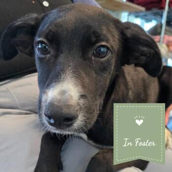 Lasagna -  Shepherd and Border Collie Dog for Adoption in St. Augustine, Florida - Lasagna | PetCurious