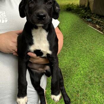 Willow -  Australian Shepherd and Flat Coated Retriever Dog for Adoption - Willow | PetCurious