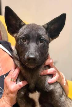 Nobis -  Belgian Shepherd Malinois and Mixed Breed Dog for Adoption in Winnipeg, Manitoba - Nobis | PetCurious