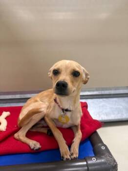 Chihuahua and Mixed Breed Dogs Available for Adoption in Fort Collins, Colorado - Sesame | PetCurious