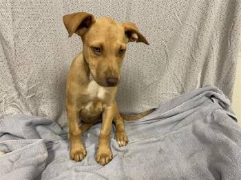 Vizsla and Mixed Breed Dogs Available for Adoption in Modesto, California - VELMA | PetCurious