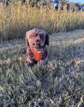 Rescue Shih Tzu Dogs for Adoption in Pataskala, Ohio - Huey-OS | PetCurious