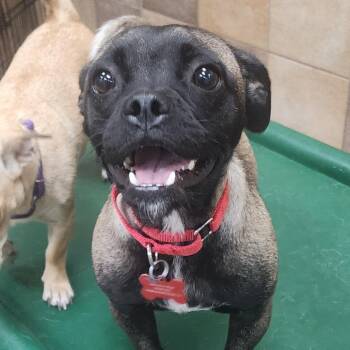 Apple 54207 -  Pug and Chihuahua Dog for Adoption in Las Vegas, Nevada - Apple 54207 | PetCurious