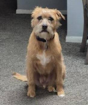 Troup -  Shih Tzu and Mixed Breed Dog for Adoption in Warren, Michigan - Troup | PetCurious