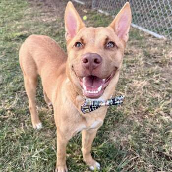 Rescue Shepherd Dogs for Adoption in Pittsburgh, Pennsylvania - Brody | PetCurious