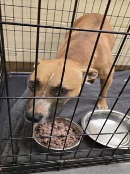 Rescue Pit Bull Terrier and Mixed Breed Dogs for Adoption in Texas City, Texas - LOLA | PetCurious