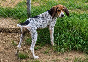 Pearl -  Bluetick Coonhound Dog for Adoption in Tulsa, Oklahoma - Pearl | PetCurious