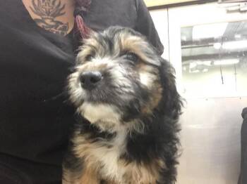 FATU -  Terrier Dog for Adoption in Riverside, California - FATU | PetCurious