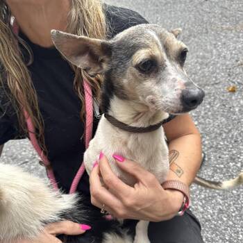 Madonna -  Mixed Breed Dog for Adoption - Madonna | PetCurious