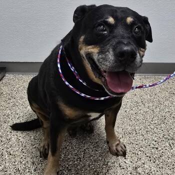 Dog 9/14/2026 -  Rottweiler and Mixed Breed Dog for Adoption in Bullhead City, Arizona - Dog 9/14/2026 | PetCurious