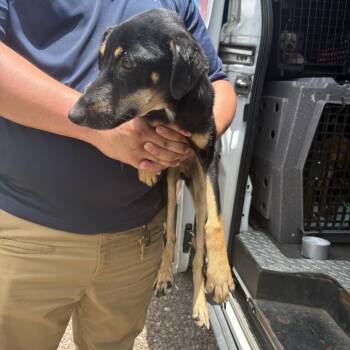 Oscar -  Mixed Breed Dog for Adoption in Austin, Texas - Oscar | PetCurious