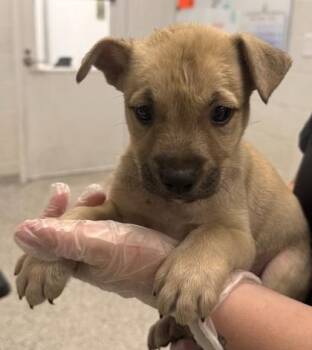 Beetle -  Mixed Breed Dog for Adoption in Kansas City, Missouri - Beetle | PetCurious