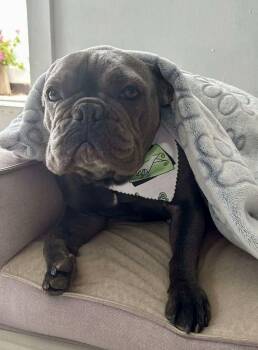 Rescue French Bulldog Dogs for Adoption in Los Angeles, California - Sunshine | PetCurious