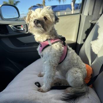 Rescue Maltese Dogs for Adoption in Poway, California - Molly | PetCurious