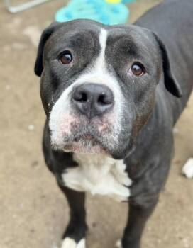 Pit Bull Terrier Dogs Available for Adoption - California | PetCurious