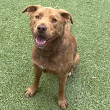 Sinatra -  Labrador Retriever and Pit Bull Terrier Dog for Adoption in Charlottesville, Virginia - Sinatra | PetCurious