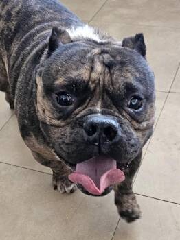 Gordo -  English Bulldog Dog for Adoption in Shorewood, Illinois - Gordo | PetCurious