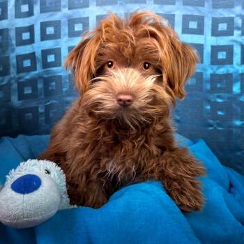 Poodle and Terrier Dogs Available for Adoption in Hondo, Texas - Mimosa - Better Than The Drink | PetCurious