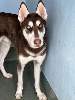 Husky Dogs Available for Adoption - FONZIE | PetCurious