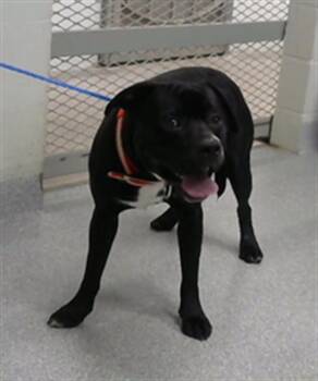 Staffordshire Bull Terrier and Mixed Breed Dogs Available for Adoption in Pasadena, Texas - ROWLEY | PetCurious