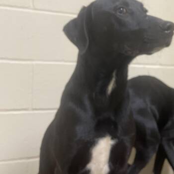 Junebug -  Black Labrador Retriever and Mixed Breed Dog for Adoption in Palestine, Texas - Junebug | PetCurious