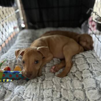 Pearl -  Terrier and Mixed Breed Dog for Adoption in Boerne, Texas - Pearl | PetCurious