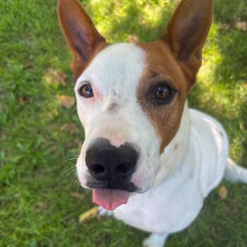 Rescue Terrier Dogs for Adoption in San Jacinto, California - Tommy | PetCurious