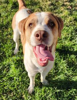 Rescue Pit Bull Terrier and Catahoula Leopard Dog Dogs for Adoption in St. George, Utah - Chawnx | PetCurious