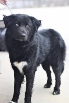 Collie and Retriever Dogs Available for Adoption in Manchester, New Hampshire - Fuzzy In NH! Come Meet Our Adoptable Dogs Wednesday-Saturday. Mo | PetCurious