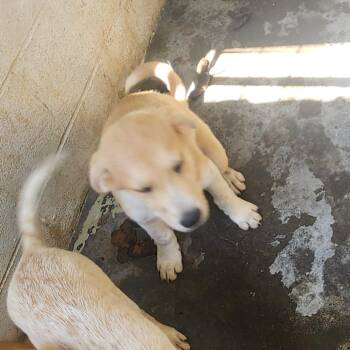 CT Everest -  Anatolian Shepherd and Mixed Breed Dog for Adoption in Stormville, New York - CT Everest | PetCurious