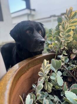 Amaris -  Labrador Retriever Dog for Adoption in Clearwater, Florida - Amaris | PetCurious