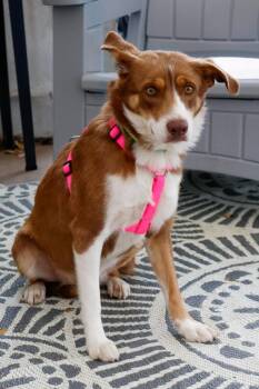 Ella - Foster to Adopt -  Australian Shepherd and Mixed Breed Dog for Adoption in Savage, Minnesota - Ella - Foster To Adopt | PetCurious