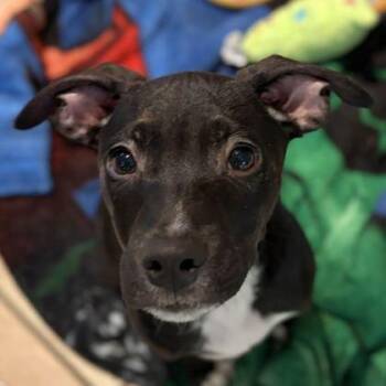 Salem -  Labrador Retriever Dog for Adoption in Jefferson, Wisconsin - Salem | PetCurious