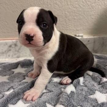 Pit Bull Terrier and Mixed Breed Dogs Available for Adoption in Parker, Colorado - 424 (2026) Frank | PetCurious