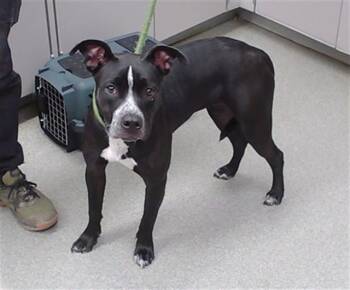 JEAN GREY -  Labrador Retriever and Mixed Breed Dog for Adoption in Omaha, Nebraska - JEAN GREY | PetCurious