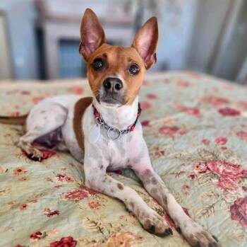 Rescue Chihuahua and Mixed Breed Dogs for Adoption in Mead, Colorado - Oscar | PetCurious