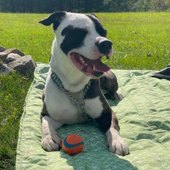 Bentley -  Mixed Breed Dog Available for Adoption in Vassalboro, Maine - Bentley | PetCurious