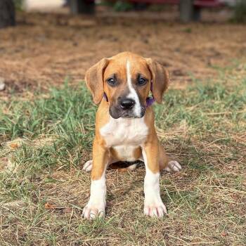 Plum Pudding--In Foster -  Saint Bernard and Boxer Dog for Adoption in Fargo, North Dakota - Plum Pudding--In Foster | PetCurious