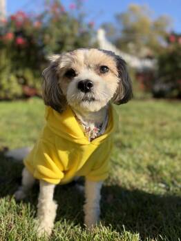 Charlie -  Havanese and Cavalier King Charles Spaniel Dog for Adoption in Thornwood, New York - Charlie | PetCurious