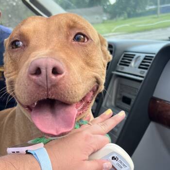 Rescue Pit Bull Terrier and American Bulldog Dogs for Adoption in East St. Louis, Illinois - CeeCee | PetCurious