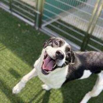 Rescue Bulldog Dogs for Adoption in Lawrenceville, Georgia - Oreo | PetCurious