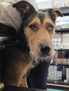 Rescue Terrier and Siberian Husky Dogs for Adoption in Portsmouth, Virginia - Archie | PetCurious