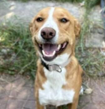 Pixie -  Labrador Retriever Dog for Adoption in Pasco, Washington - Pixie | PetCurious