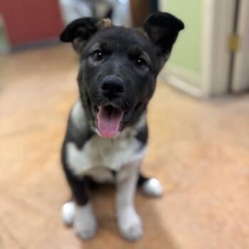 Border Collie and Alaskan Malamute Dogs Available for Adoption - Sage | PetCurious