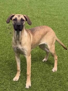 Mixed Breed Dogs Available for Adoption in Frankfort, Kentucky - June | PetCurious