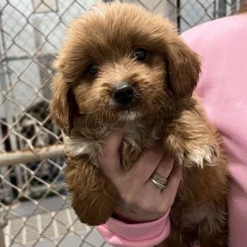 Chihuahua Dogs Available for Adoption - Flopsy | PetCurious