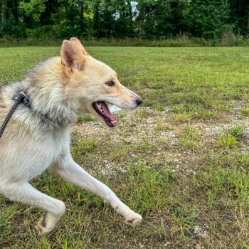 Claire -  Mixed Breed Dog for Adoption in Bentonville, Arkansas - Claire | PetCurious