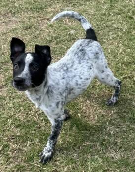 SOS -  Australian Cattle Dog Blue Heeler Dog for Adoption in Great Bend, Kansas - SOS | PetCurious